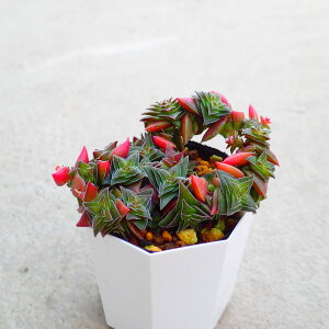 ̓@NbX@A@T{e@AKx@򍪐A@[tHrA@񂹐A@CeA@ϗtA@@G