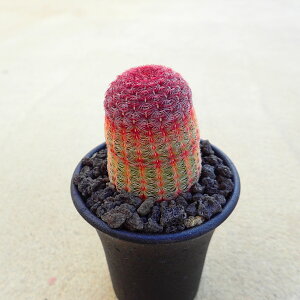 �����z�@�G�L�m�Z���E�X�@�����A���@�T�{�e���@�A�K�x�@�򍪐A���@���[�t�H���r�A�@�񂹐A���@�C���e���A�@�ϗt�A���@�������@�G��