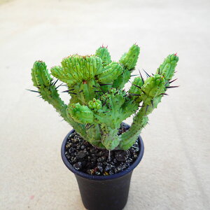 Gmv@ebJ@[tHrA@A@rU[vc@T{e@AKx@򍪐A@[tHrA@񂹐A@CeA@ϗtA@@G