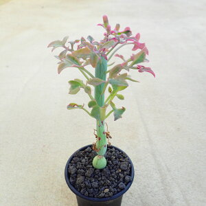 �����с@�Z�l�V�I�@�����A���@�r�U�[���v�����c�@�T�{�e���@�A�K�x�@�򍪐A���@���[�t�H���r�A�@�񂹐A���@�C���e���A�@�ϗt�A���@�������@�G��