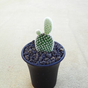 �o�j�[�J�N�^�X�@�����A���@�T�{�e���@�A�K�x�@�򍪐A���@���[�t�H���r�A�@�񂹐A���@�C���e���A�@�ϗt�A���@�������@�G��