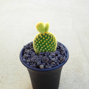 S[hoj[@A@T{e@AKx@򍪐A@[tHrA@񂹐A@CeA@ϗtA@@G