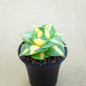 ���ܗ��_�������@�����A���@�r�U�[���v�����c�@�T�{�e���@�A�K�x�@�򍪐A���@���[�t�H���r�A�@�񂹐A���@�C���e���A�@�ϗt�A���@�������@�G��