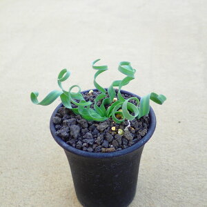 �R���S���f�B�A�i�@�A���u�J�@�r�U�[���v�����c�@�����A���@�T�{�e���@�A�K�x�@�򍪐A���@���[�t�H���r�A�@�񂹐A���@�C���e���A�@�ϗt�A���@�������@�G��