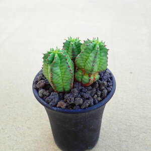 AmvA@[tHrA@rU[vc@A@T{e@AKx@򍪐A@[tHrA@񂹐A@CeA@ϗtA@@G