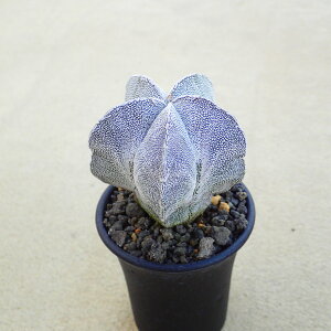 ˃|[i5ˁj@AXgtBc@A@rU[vc@T{e@AKx@򍪐A@[tHrA@񂹐A@CeA@ϗtA@@G