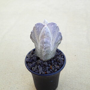 ˃|[i4ˁj@AXgtBc@A@rU[vc@T{e@AKx@򍪐A@[tHrA@񂹐A@CeA@ϗtA@@G