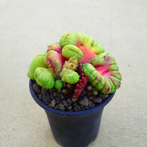 �{�J�T�i�E�t���b�h�@�}�~�����A�@�����A���@�r�U�[���v�����c�@�T�{�e���@�A�K�x�@�򍪐A���@���[�t�H���r�A�@�񂹐A���@�C���e���A�@�ϗt�A���@�������@�G��