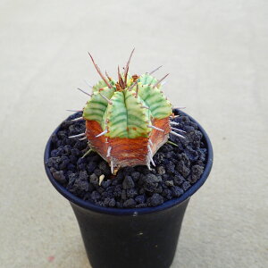 �����t�H���~�X�с@���[�t�H���r�A�@�����A���@�r�U�[���v�����c�@�T�{�e���@�A�K�x�@�򍪐A���@���[�t�H���r�A�@�񂹐A���@�C���e���A�@�ϗt�A���@�������@�G��