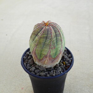 �I�x�T�y�I�[���h�z���[�t�H���r�A�@�����A���@�r�U�[���v�����c�@�T�{�e���@�A�K�x�@�򍪐A���@�@�񂹐A���@�C���e���A�@�ϗt�A���@�������@�G��