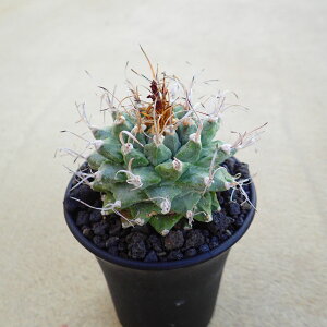 �A�����\�C�@�c���r�j�J���v�X�@�����A���@�r�U�[���v�����c�@�T�{�e���@�A�K�x�@�򍪐A���@���[�t�H���r�A�@�񂹐A���@�C���e���A�@�ϗt�A���@�������@�G��