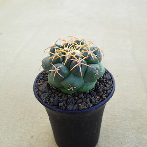 �ۉ�ہ@�R���t�@���T�@�����A���@�T�{�e���@�A�K�x�@�򍪐A���@���[�t�H���r�A�@�񂹐A���@�C���e���A�@�ϗt�A���@�������@�G��