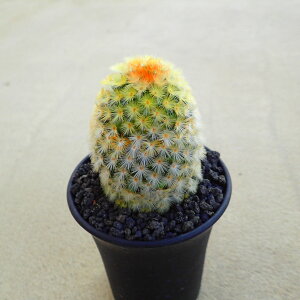 �����J�����i�G�@�����A���@�r�U�[���v�����c�@�T�{�e���@�A�K�x�@�򍪐A���@���[�t�H���r�A�@�񂹐A���@�C���e���A�@�ϗt�A���@�������@�G��