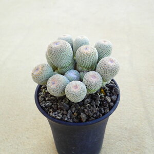 ���̐��E�y�Q���z�@�G�s�e�����T�@�����A���@�r�U�[���v�����c�@�T�{�e���@�A�K�x�@�򍪐A���@���[�t�H���r�A�@�񂹐A���@�C���e���A�@�ϗt�A���@�������@�G��