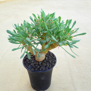 ���[�t�H���r�I�C�f�X�@�I�g���i�@�����A���@�r�U�[���v�����c�@�T�{�e���@�A�K�x�@�򍪐A���@���[�t�H���r�A�@�񂹐A���@�C���e���A�@�ϗt�A���@�������@�G��