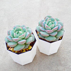 �v���}�@�y�����_��1�������z�G�P�x���A�@�����A���@�񂹐A���@�C���e���A�@�ϗt�A���@�������@�G��