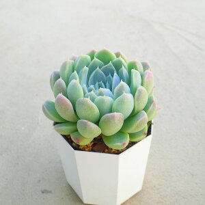 �s���N�u���{�[�Y�@�G�P�x���A�@�����A���@�񂹐A���@�C���e���A�@�ϗt�A���@�������@�G��