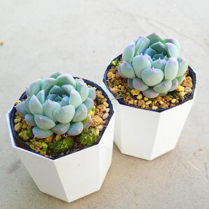 �A���o����y�����_��1�������@�G�P�x���A�@�����A���@�T�{�e���@�A�K�x�@�򍪐A���@���[�t�H���r�A�@�񂹐A���@�C���e���A�@�ϗt�A���@�������@�G��