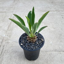 楽天市場】ビザールプランツ（花・観葉植物｜花・ガーデン・DIY）の通販