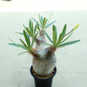 パキポディウム インテリア 観葉植物」の人気商品一覧・価格比較 