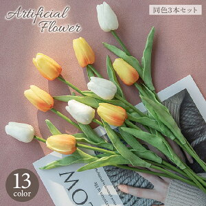   tFCNt[ 3{Zbg 1 `[bv CeAG lH ͂Ȃ AWg fBXvC Be  p[eB[  