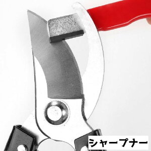  V[vi[ |p͂ݗp nfB[ ΂ K[fjO΂    RpNg  n