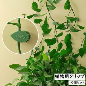  ApNbv 10Zbg UNbv K[fjOpi |Nbv ŒNbv ʃe[vt tσ`[t c L΂ ϗtA    킢  V