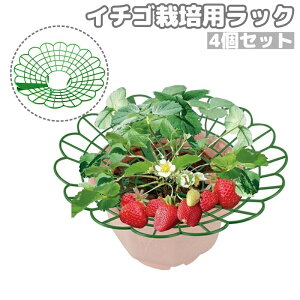 �������� �C�`�S�͔|�p���b�N 4�� �������X�^���h �C�`�S�I �C�`�S�x���I �~�` �������x�� �K�[�f�j���O �_�� ���|�p�i �X�g���x���[�T�|�[�g �U����� ���|�x�� ���|�I ���|���b�N �g����