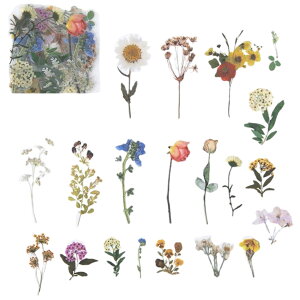  t[NV[ V[ PET NA  40 [ V[ XebJ[ R[W A [t t[   i` { fR[V 蒠 fR X}zP[XfR n