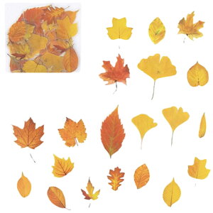  t[NV[ V[ PET NA  40 [ V[ XebJ[ R[W A [t t[   i` { fR[V 蒠 fR X}zP[XfR n