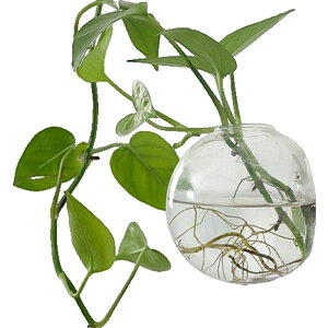  ԕr Ԃт Ǌ| t[x[X ֑} y i`  k  Vv  CeA