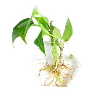 送料無料 壁掛け花瓶 花瓶 ガラス 吊り下げ 壁掛け 植木鉢 円形 花形 三角形 フラワーベース 一輪挿し 水耕栽培 個性的 おしゃれ インテリア 涼しげ