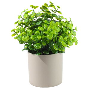  lHϗtA tFCNO[ A  K[fjOpi u Aؔ ~j  킢  CeA RpNg ͂Ȃ