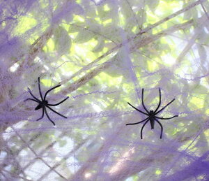  nEBpi p[eBObY 2Zbg  fR[V G  i  nEB w2t w偂̑ w偂̎ N XpC_[ VGbg  V[X