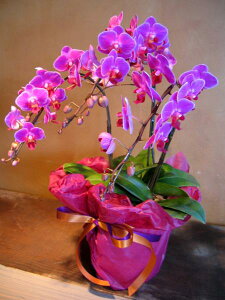 ӒsN3F AWg LO j 蕨 j t[ Mtg v[g a oYj LO JXj JXj   o   