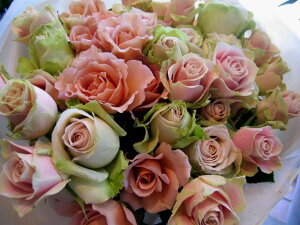 [YE[YE[Yԑ o LO j 蕨 j t[ Mtg v[g a LO  o  o sN ސE җ Ê 