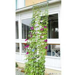 y1125Iő100|CgobNzDAIM rj[ ΂̃J[e 3mLk Ch800 _[NO[ O[J[e