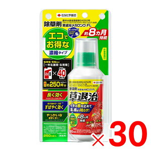 ZFw| ގKOFL 250ml ×30 Zbg̔