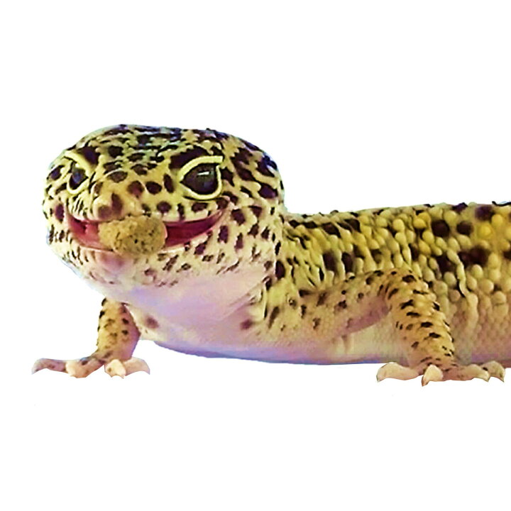 ひかり レオパドライ 60g Arclands Online 楽天市場支店 ヒカリ レオパドライ 60g