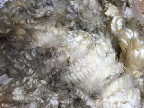 ニュージーランドの毛刈りしたままの汚毛です 予約制 イングリッシュレスター白1kg 春の新作シューズ満載 激安超特価 グリージーウール