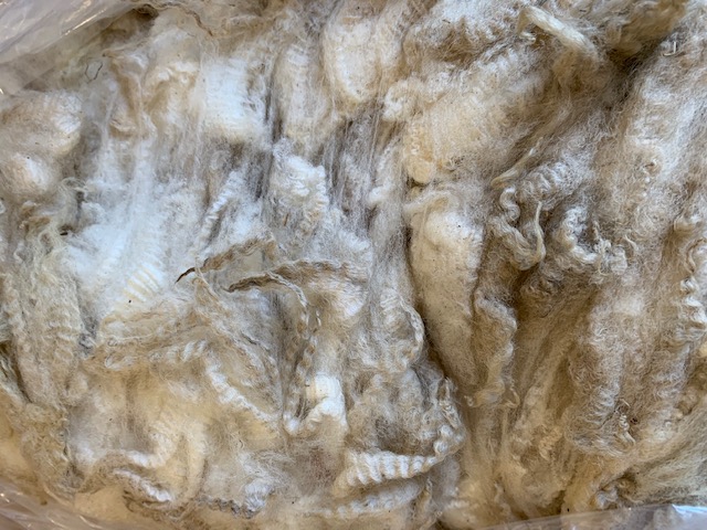 フェアアイルで有名なイギリス シェットランド島 から 定番 毛刈りしたままの汚毛です グリージーウール シェットランド 白系1.6kg 紡毛 紡ぎ 手織り 綿 染め 羊毛 97％以上節約 ウール 織機 フェルト 絹 糸 ニードル