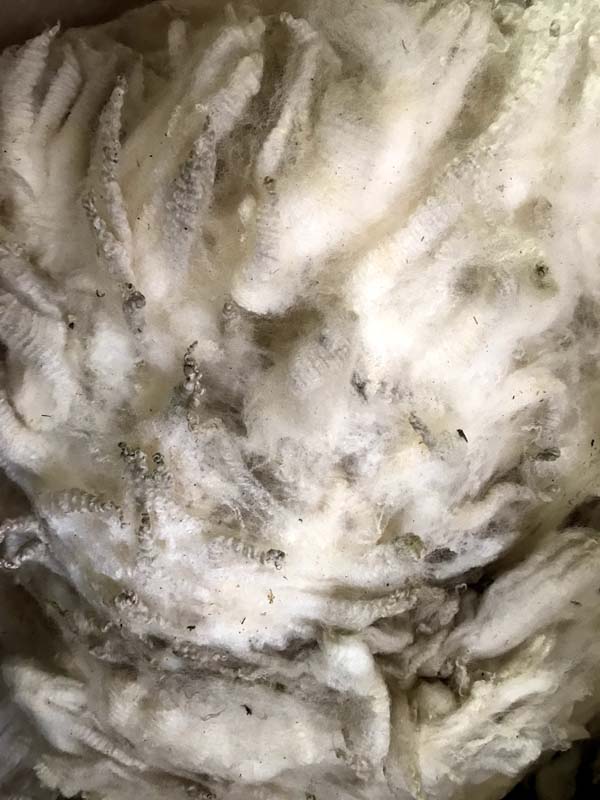 フェアアイルで有名なイギリス 最新号掲載アイテム シェットランド島 から 愛用 毛刈りしたままの汚毛です グリージーウール シェットランド 白系1.5kg 紡毛 紡ぎ 手織り 織機 綿 羊毛 糸 ウール ニードル 絹 フェルト 染め