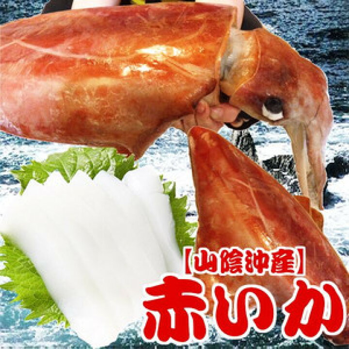 楽天市場 赤いか ソデイカ 獲れたて新鮮 お刺身 山陰沖産 １杯１kg ２杯ご購入でもう１杯プレゼント中 アカイカ 赤イカ 送料無料 いまる