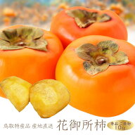 鳥取県産　花御所柿 （ご進物用：贈答用：秀品） 10kg　M～3Lサイズ（32〜64個） 柿 鳥取産かき 送料無料