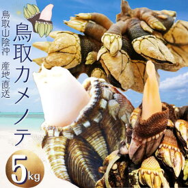 鳥取産 カメノテ 亀の手 5kg(250g×20袋) 真空パック「冷凍便」