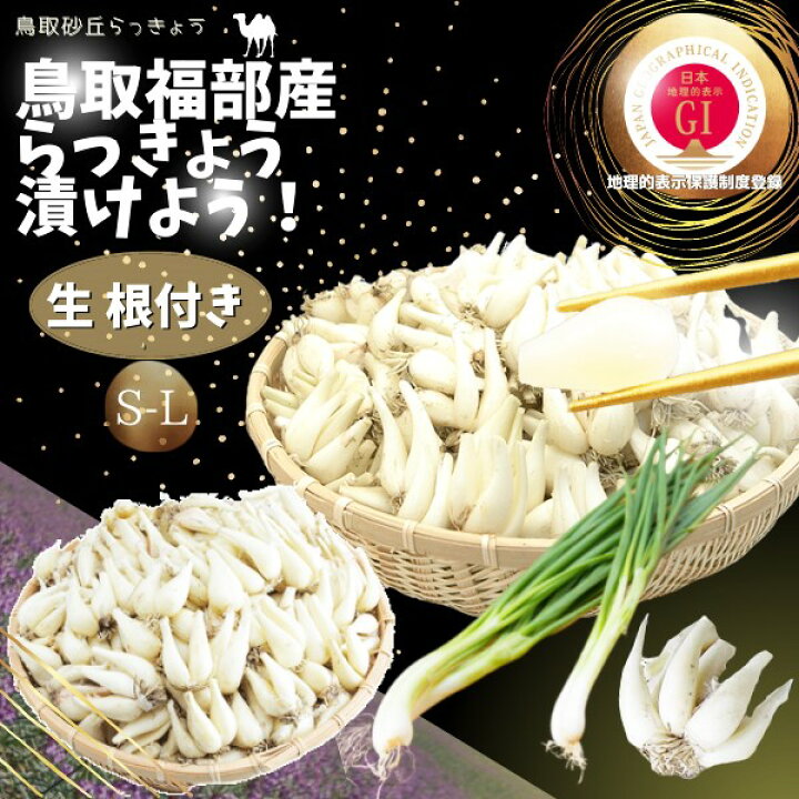 楽天市場】らっきょう JAいなばJAふくべ 「生 根付き らっきょう 