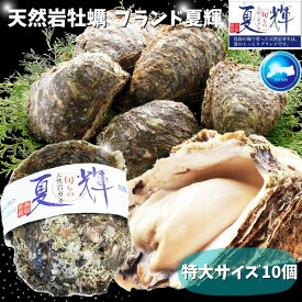 天然岩牡蠣 【夏輝】(生食用)牡蠣(活)大250g〜350前後 ×10個セット 鳥取産 朝採れ 刺身用 送料無料(岩ガキ/岩がき)