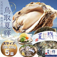 天然岩牡蠣 【夏輝】(生食用)牡蠣(活)大250g〜350前後 ×5個セット鳥取産 朝採れ 刺身用 送料無料(岩ガキ…