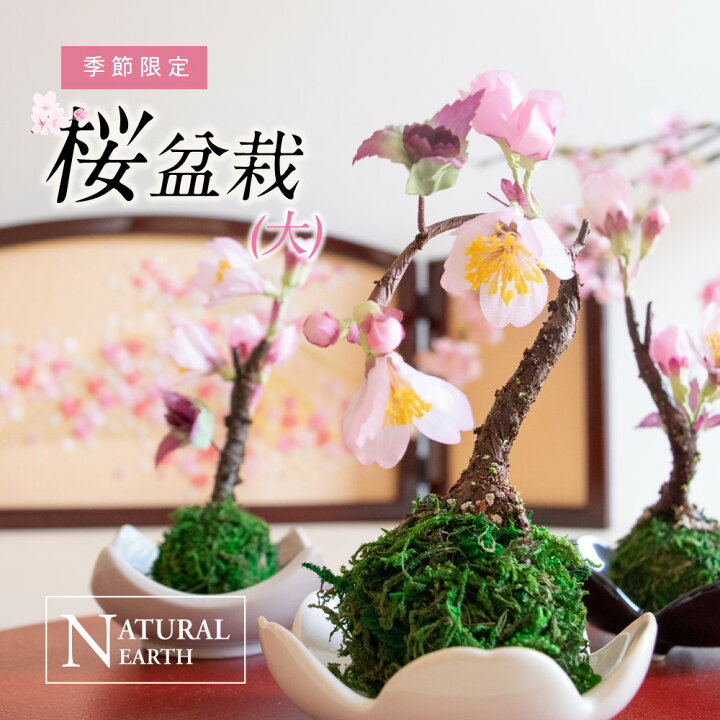 楽天市場 割引クーポン配布中 長持ち さくら盆栽 大 苔玉 かわいい 桜 お手入れ不要 おしゃれ インテリア 3000円 アートフラワー インテリア アレンジ 送料無料 スキンケア化粧品 ラ ミューテ 楽天市場 割引クーポン配布中 長持ち さくら盆栽 大 苔玉 かわいい 桜 お手入れ不要 おしゃれ インテリア 3000円 アートフラワー インテリア アレンジ 送料無料 スキンケア化粧品 ラ ミューテ