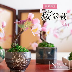 ＼割引クーポン配布中／ さくら盆栽 中 苔玉 かわいい 桜 お手入れ不要 おしゃれ インテリア 2000円 アートフラワー インテリア アレンジ 送料無料